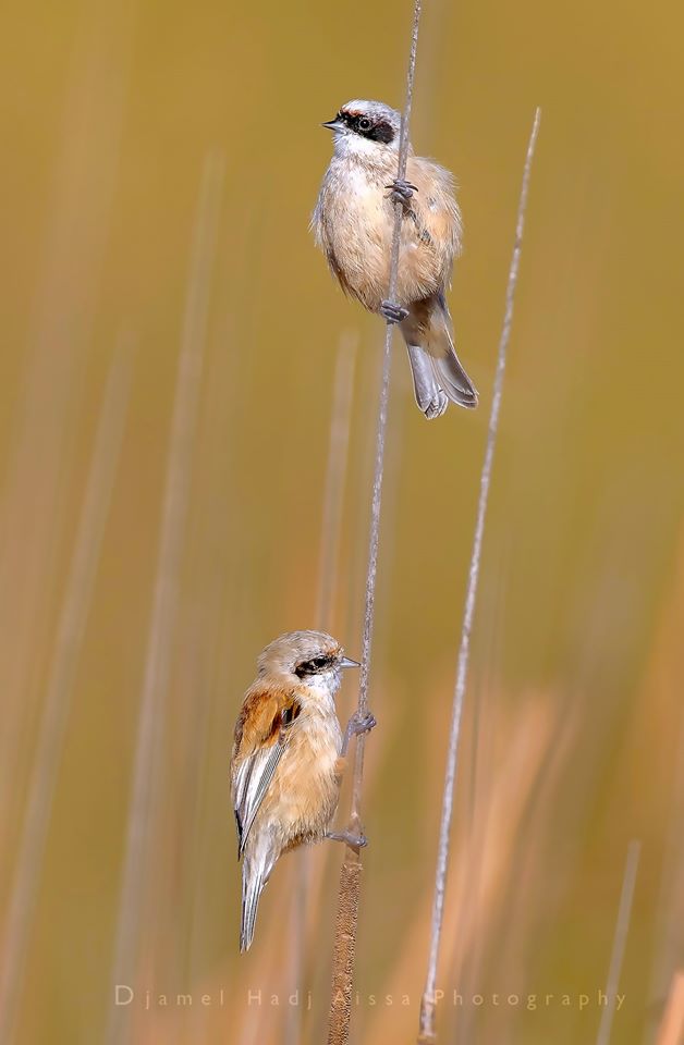Eurasian Penduline Tits (Remiz pendulinus), Jijel region, northern Algeria, 29 Nov. 2019 (Djamel HADJ AISSA)
