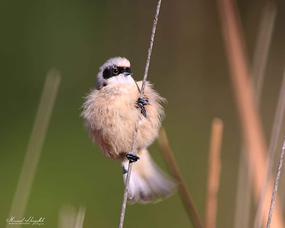 Eurasian Penduline Tit (Remiz pendulinus), Jijel region, northern Algeria, 29 Nov. 2019 (Mourad Harzallah)