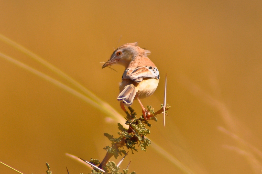 Cricket Warbler / Prinia à front écailleux (Spiloptila clamans) with nest materials at Oued Jenna, Aousserd, 3 February 2010 (Fabian Schneider).