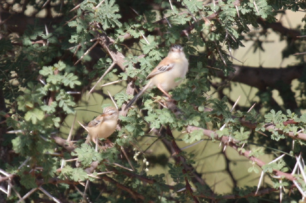 Adult Cricket Warbler (Spiloptila clamans) with recently fledged juvenile at Oued Jenna, Aousserd, 25 October 2010 (Mohamed Radi)