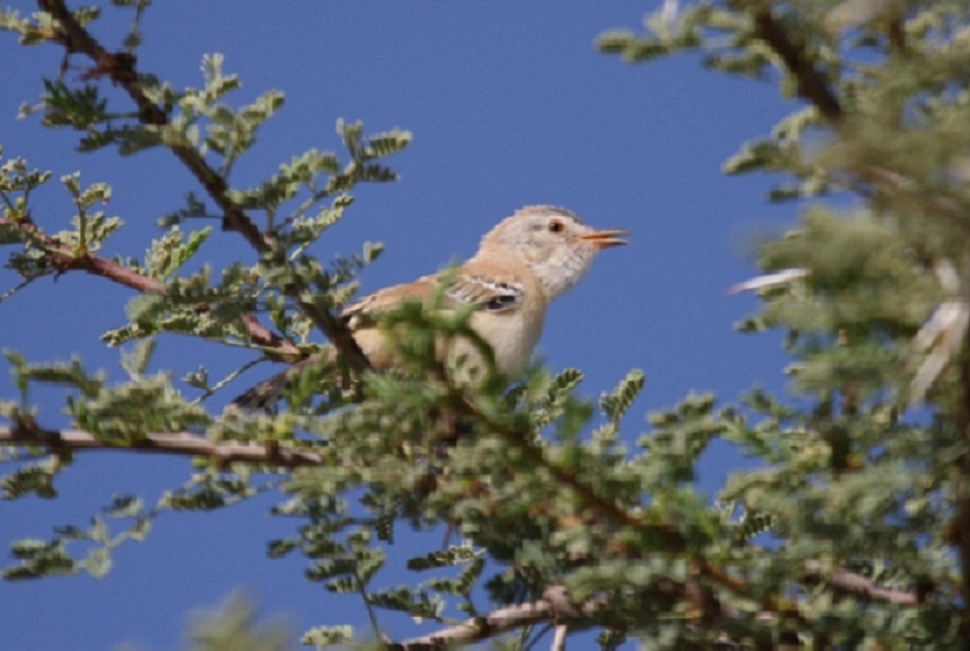 Recently fledged juvenile Cricket Warbler at Oued Jenna, Aousserd, 25 October 2010 (Mohamed Radi)