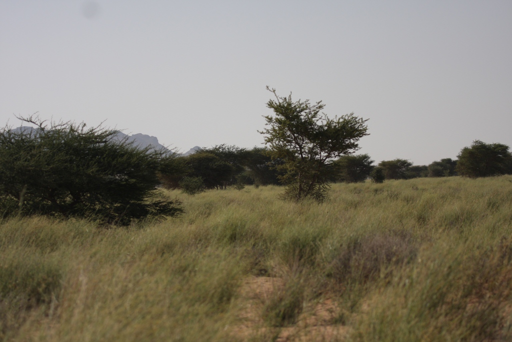 The breeding habitat of Cricket Warblers at Oued Jenna, Aousserd, 26 October 2010 (Mohamed Amezian)