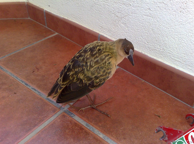 Allen’s Gallinule (Porphyrio alleni) at Melilla, eastern Mediterranean coast, 21 November 2008, the 6th record for Morocco (Diego Jerez Abad).