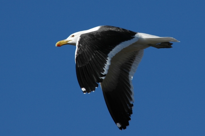 Cape Gull (Larus dominicanus vetula), Khnifiss Lagoon, Morocco (Lars Andersen)