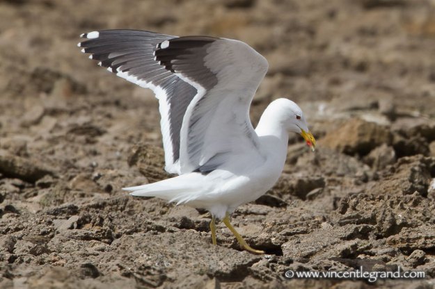 Apparent hybrid gull, Khnifiss Lagoon, Southern Morocco, 19 March 2011 (Vincent Legrand)