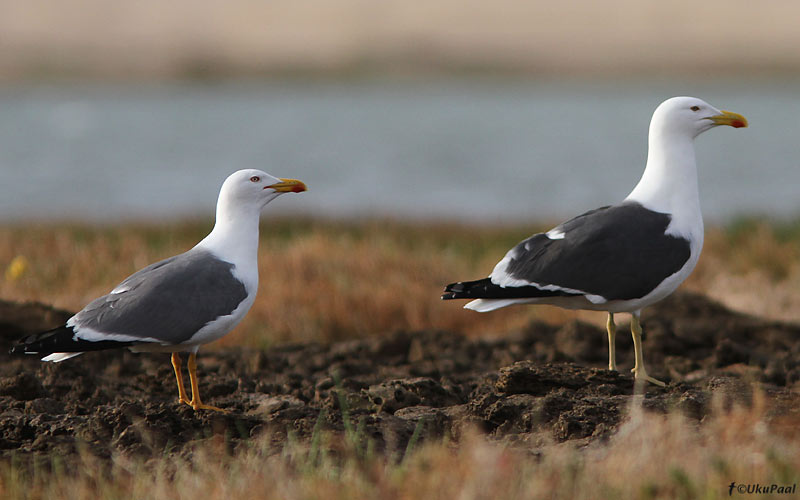 Apparent hybrid gull 2 compared with Yellow-legged Gull, Khnifiss Lagoon, Morocco, 21 March 2011 (Uku Paal).
