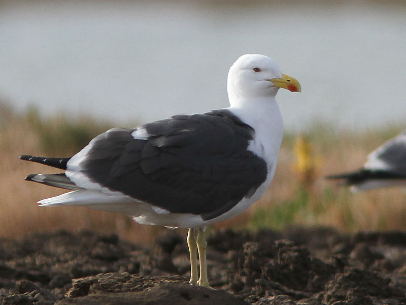 Apparent hybrid gull 2, Khnifiss Lagoon, Morocco, 21 March 2011 (Uku Paal).