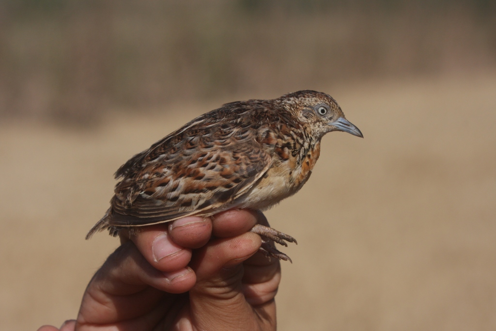 Andalusian Buttonquail / Turnix d'Andalousie (Turnix sylvaticus sylvaticus), Doukkala region, Morocco. (Mohamed Radi)