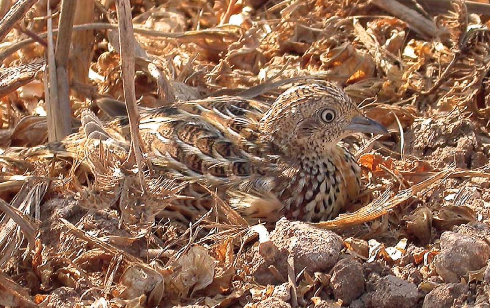 Andalusian Hemipode / Turnix d'Andalousie (Turnix sylvaticus sylvaticus), Sidi Abed, Morocco, September 2007 (Benoît Maire)
