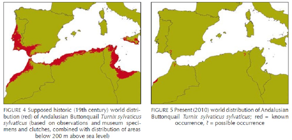 Historic and current distribution range of the Andalusian Buttonquail (Turnix sylvaticus sylvaticus).