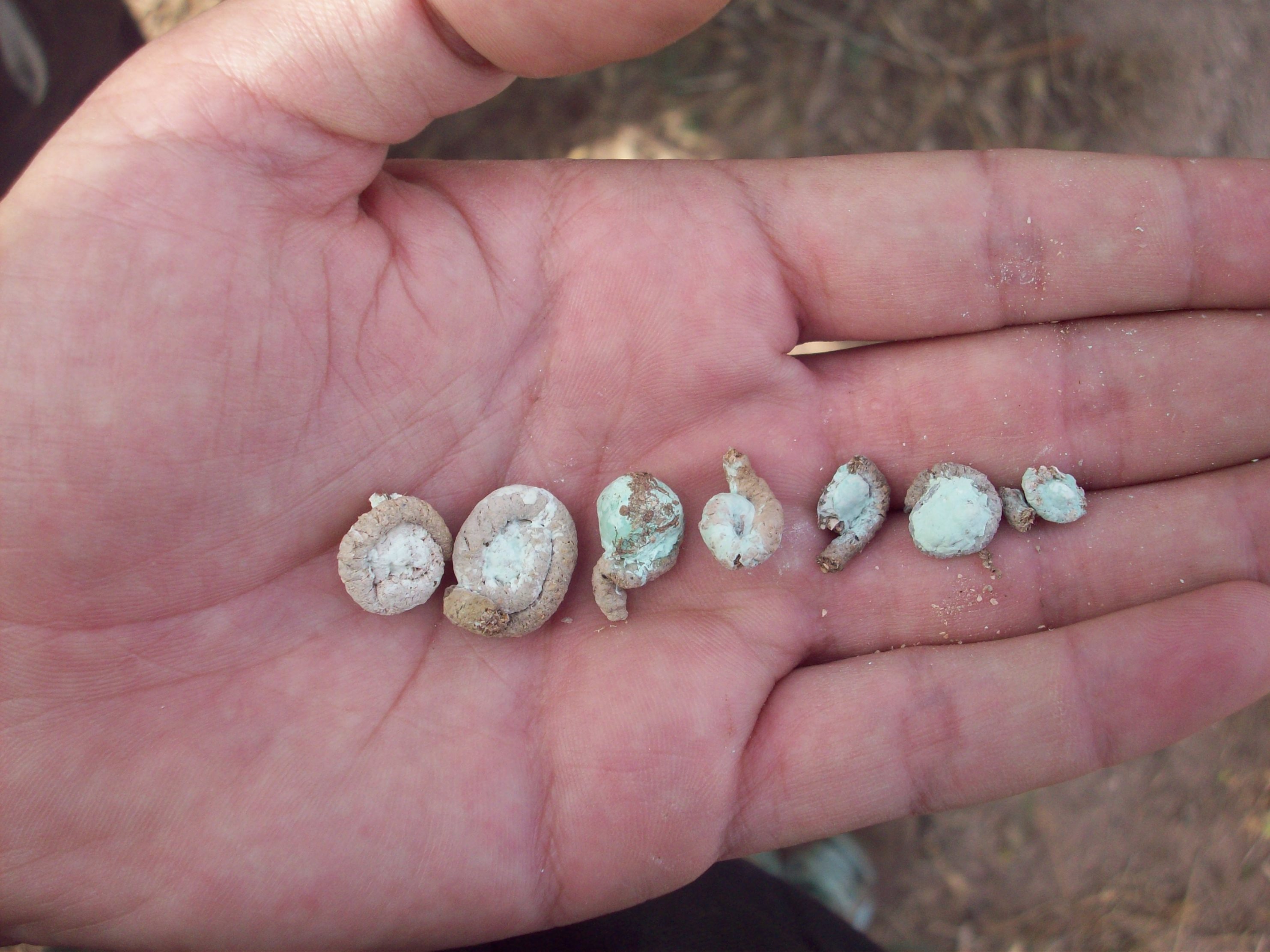 Excrements of the Andalusian Buttonquail, Doukala region, Morocco, June 2011 (Abdelhak Elbanak).
