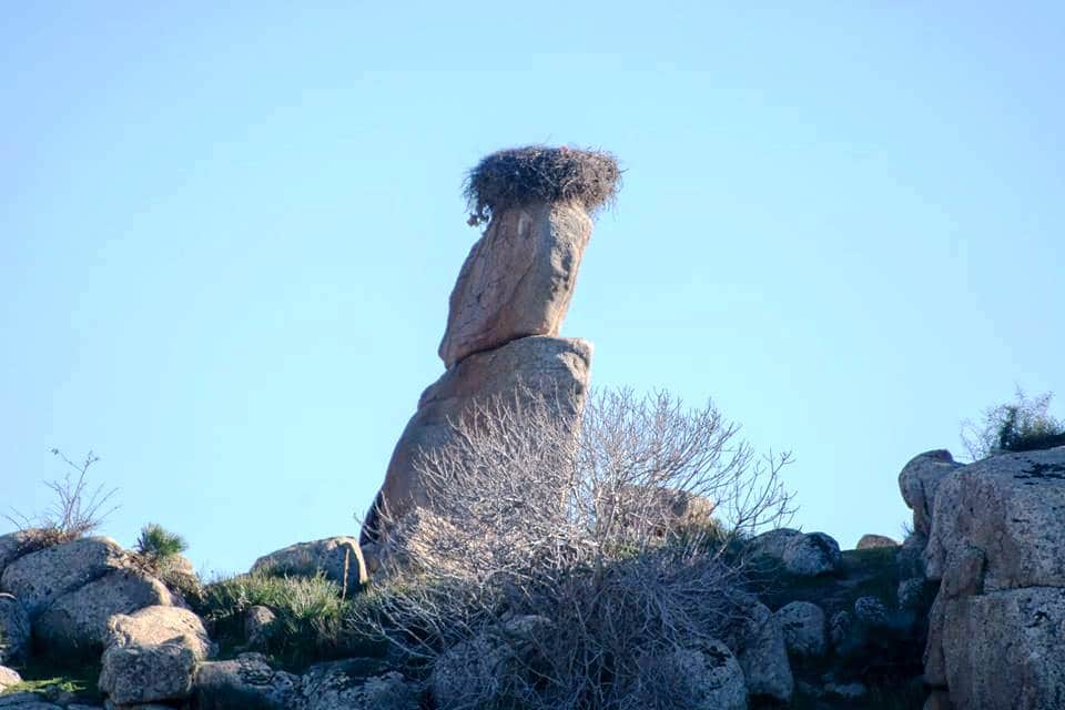 Unique and original nest! Seeing a White Stork nest built on a natural setting like this one is rare nowadays. Aguelmous, Middle Atlas, 4 Jan. 2019 (Abdellatif Al Ouardi).