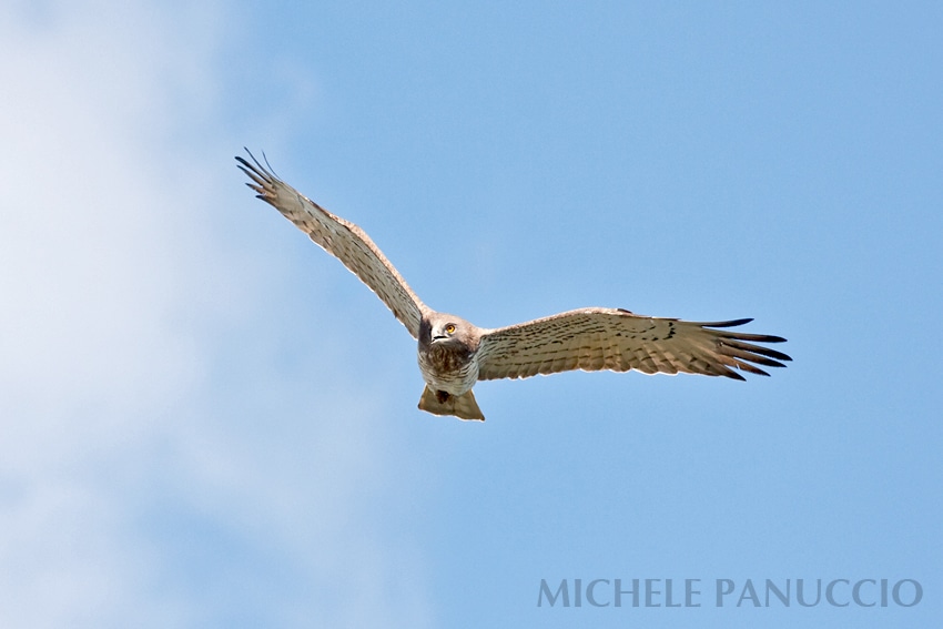 Short-toed Snake Eagle (Circaetus gallicus) by Michele Panuccio