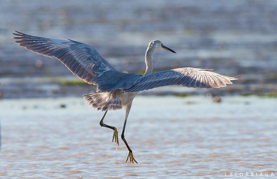Presumed hybrid ‘Western Reef Heron x Little Egret’, Merja Zerga, Morocco, 4 Feb. 2013 (Javier Elorriaga).