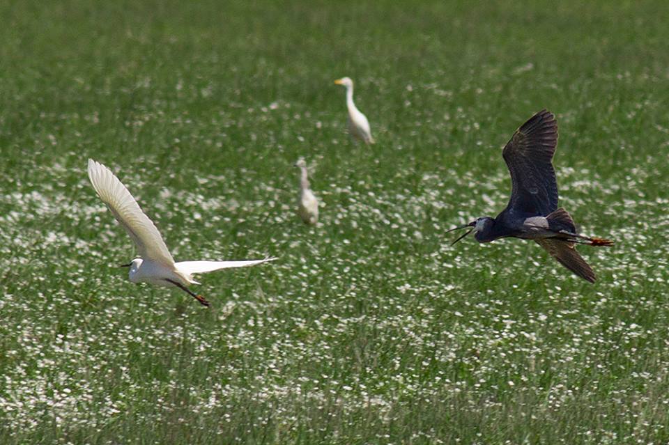 Presumed hybrid ‘Western Reef Heron x Little Egret’, Lower Loukkos marshes, Morocco, 18 April 2013 (Javier Elorriaga).