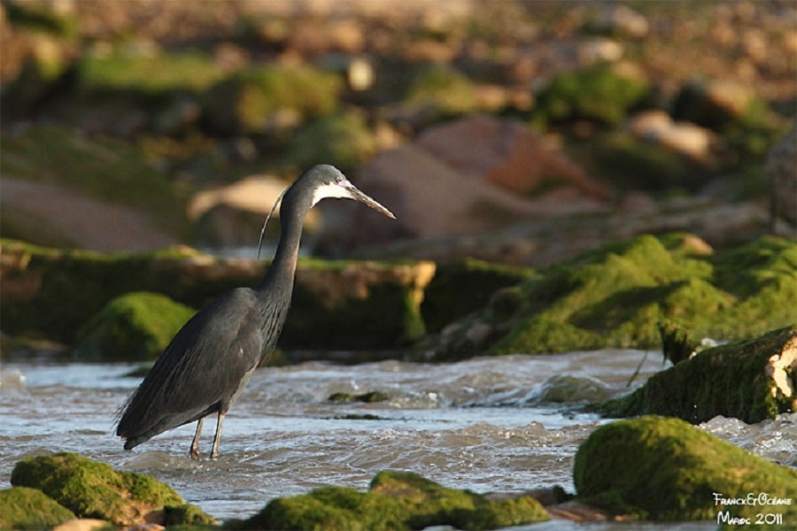 Western Reef Heron / Aigrette des récifs (Egretta gularis), Oued Ksob, Essaouira, Morocco (Franck et Océane Dupraz).
