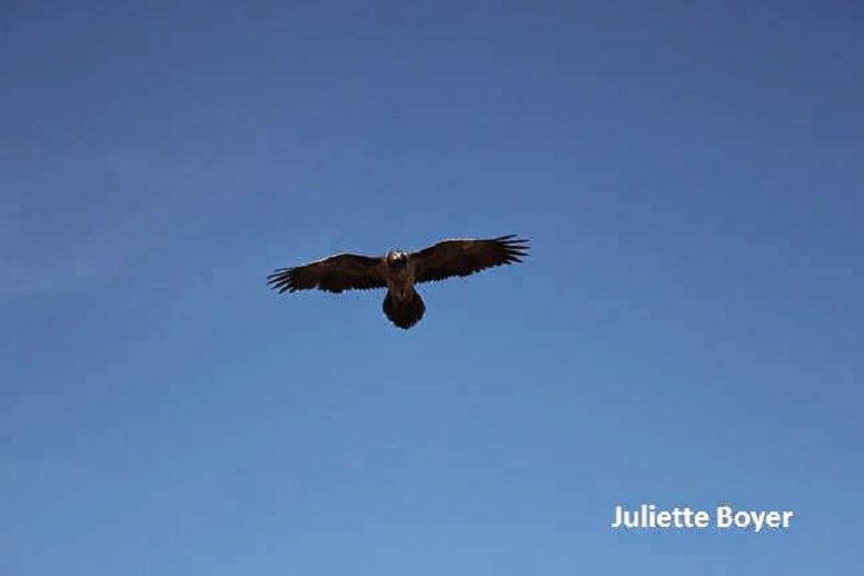 First-year juvenile Bearded Vulture (Gypaetus barbatus), Jbel Toubkal, Western High Atlas, Morocco, 11 Oct. 2013 (Juliette Boyer).