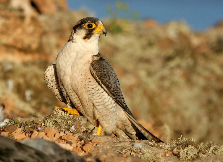Adult male Barbary Falcon from Lanzarote, Canary Islands (Juan Sagardía).