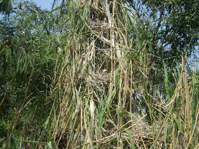 A nest of Cattle Egret with 2 chick, Smir colony, 12 May 2012. All Cattle Egret chicks were of this age except one that was slightly bigger. A nest of Cattle Egret with 2 chick, Smir colony, 12 May 2012. All Cattle Egret chicks were of this age except one that was slightly bigger.
