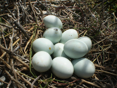 A nest of Cattle Egret with 10 eggs, most likely parasitised by another female (=eggs of 2 females), Smir heronry A nest of Cattle Egret with 10 eggs, most likely parasitised by another female (=eggs of 2 females), Smir heronry