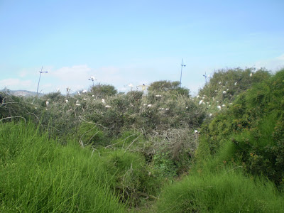 Part of Smir heronry, very few nests compared to 2011 Part of Smir heronry, very few nests compared to 2011