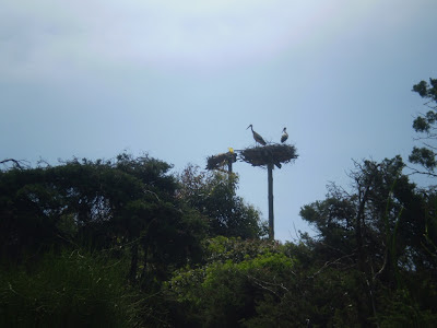 White Stork on a man-made nest platform at the edge of Smir heronry White Stork on a man-made nest platform at the edge of Smir heronry