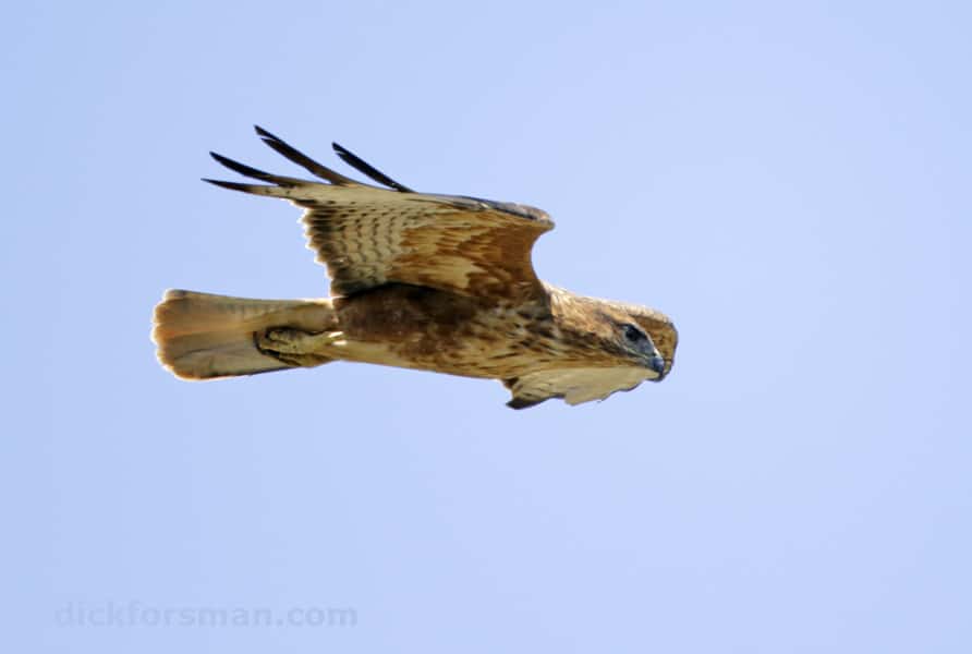 Adult breeding ‘Gibraltar buzzard’ at the southern shore of the Strait of Gibraltar