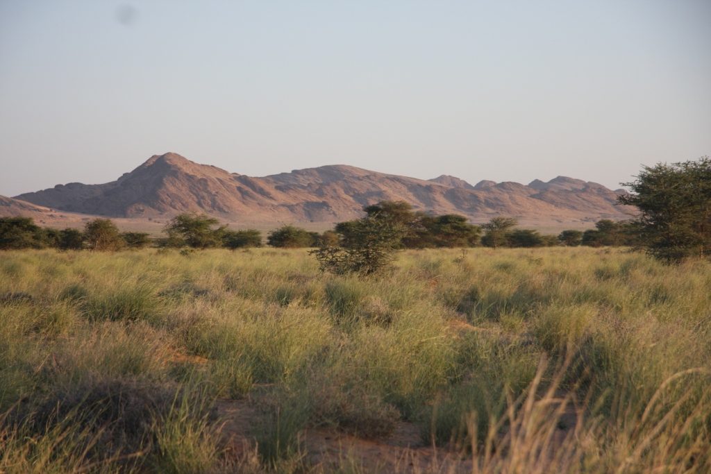 Typical habitat with Acacia raddiana and Panicum turgidum at Oued Jenna, Aousserd