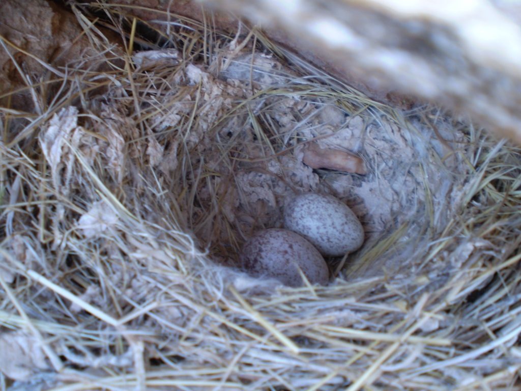 Nest of Desert Lark (Ammomanes deserti payni) with eggs (Mohamed Amezian).