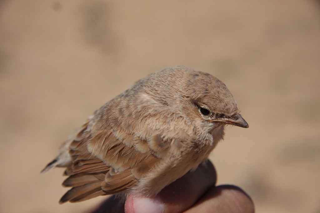 Unfledged juvenile of Desert Lark (Ammomanes deserti), Aousserd (Mohamed Radi).