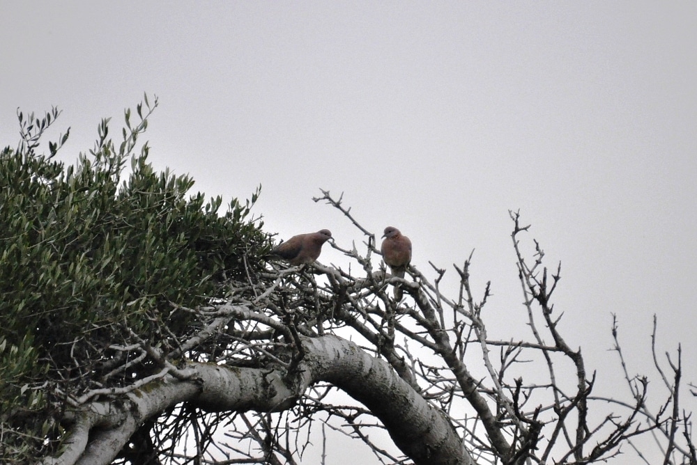 Pair of Laughing Dove (Spilopelia senegalensis), Tétouan, northern Morocco, 2 March 2013 (Rachid El Khamlichi).