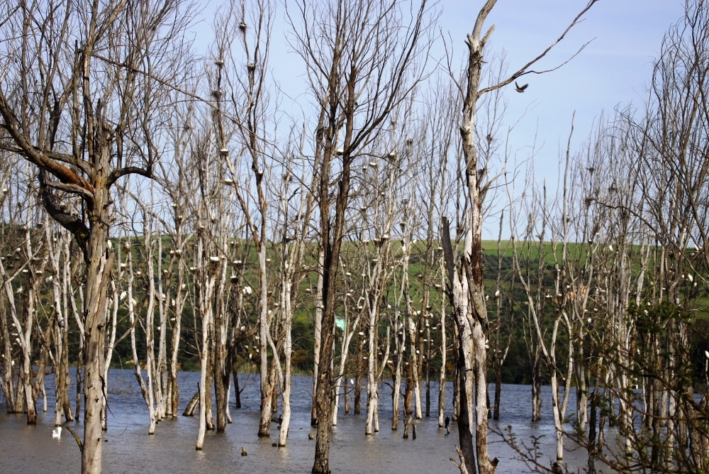 Close view of Dayet Erroumi heronry, Zemmour region, Morocco