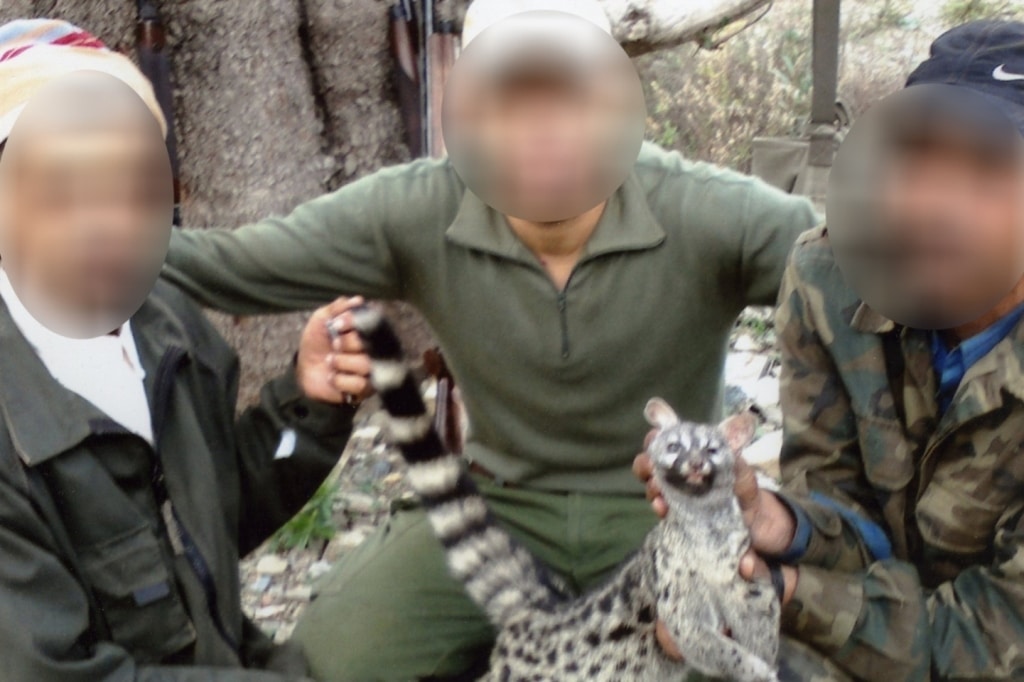 Genette commune (Genetta genetta) abattue par des chasseurs-braconniers, nord du Maroc