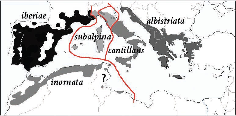 Map of the breeding ranges of all five taxa of the Subalpine Warbler complex. The grey zone in the north of Italy is of the intergradation between subalpina and cantillans; and the points are locations with proven cases of sympatry. The map constructed by Lars Svensson from Shirihai et al (2001), Brambilla et al (2006), and comments from M. Ullman (© Lars Svensson).