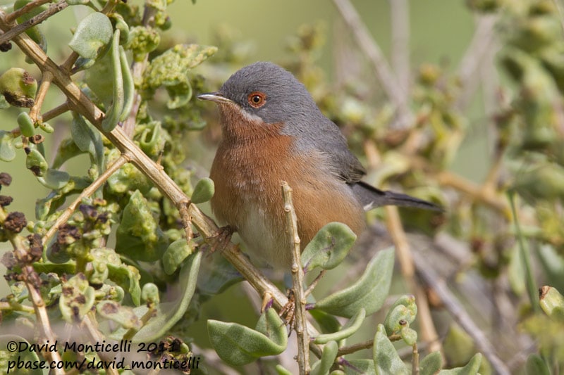 Western Subalpine Warbler (Sylvia inornata), Oued Massa, Morocco (David Monticelli)