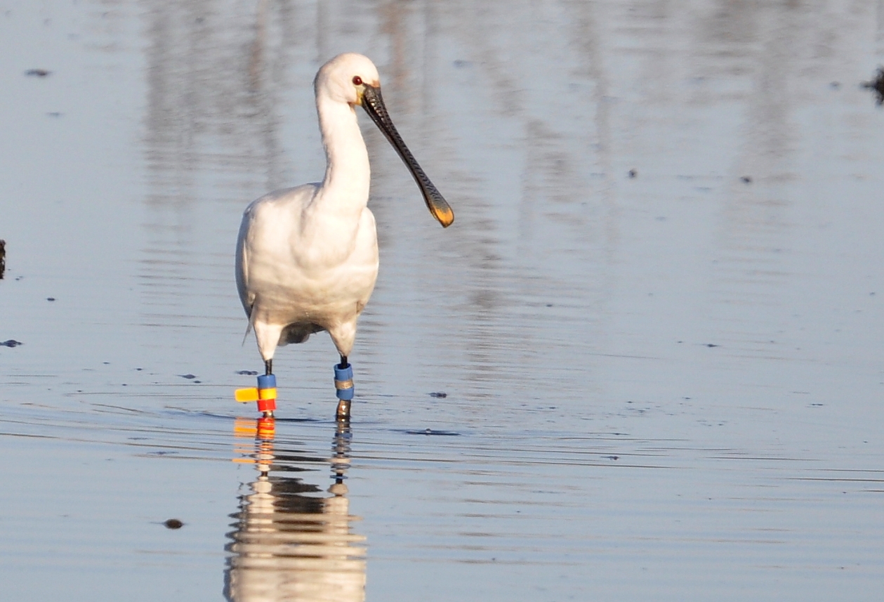 Dutch-ringed Eurasian Spoonbill (BaB/BYfR), Smir marches, 18 November 2016