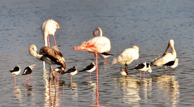 Eurasian Spoonbill colour-ringed in the Netherlands, seen at Oued Martil