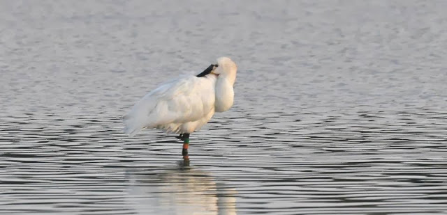 Eurasian Spoonbill colour-ringed in the Netherlands, seen at Oued Martil
