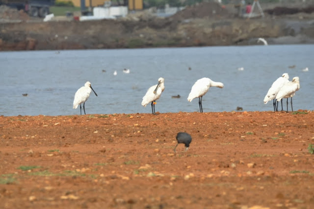 Eurasian Spoonbill colour-ringed in The Netherlands, seen at Smir lagoon