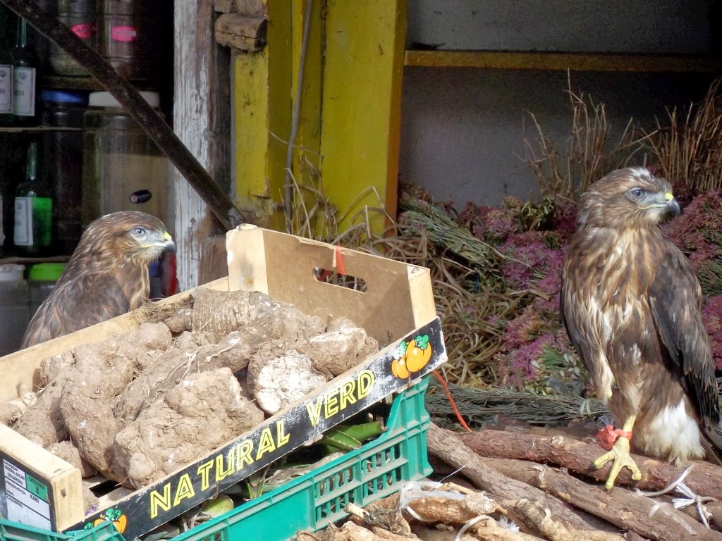 Common Buzzards (Buteo buteo), Casablanca