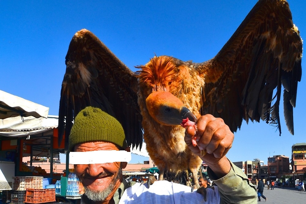 Rüppell's Vulture (Gyps rueppelli) exhibited for tourists at Jemaa el-Fna, Marrakech for nearly a year (this photo taken on 19 March 2014 by Anne Sterck)