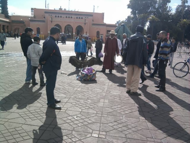 Rüppell's Vulture / Vautour de Rüppell (Gyps rueppelli), Jemaa el-Fna, Marrakech (Hassan Talibi)