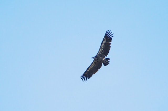 Rüppell’s Vulture (Gyps rueppellii), Jbel Bouhachem Rüppell’s Vulture (Gyps rueppellii), Jbel Bouhachem