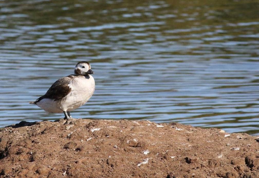 Long-tailed Duck (Clangula hyemalis), Essaouira, Morocco, 4 January 2015 (Brahim Bakass)