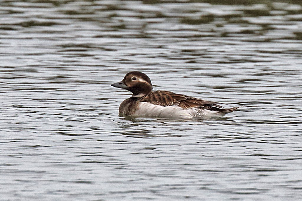 Long-tailed Duck (Clangula hyemalis), Oualidia lagoon, Morocco, 6 June 2014 (Vaughan Ashby)