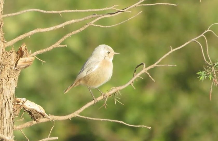 Moussier's Redstart / Rougequeue de Moussier (Phoenicurus moussieri), Ait Bouguemez, High Atlas (Karim Rousselon)