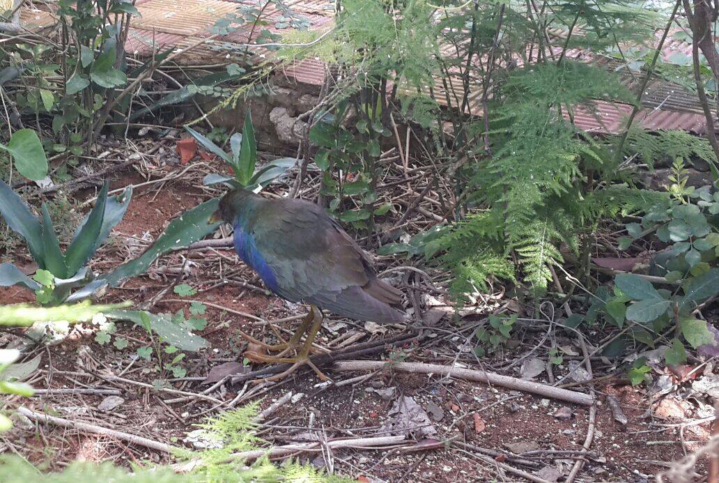 American Purple Gallinule / Talève violacée (Porphyrio martinicus), Kenitra, Morocco, 15 Nov. 2014 (Antoine Rougeron / Surfbirds).