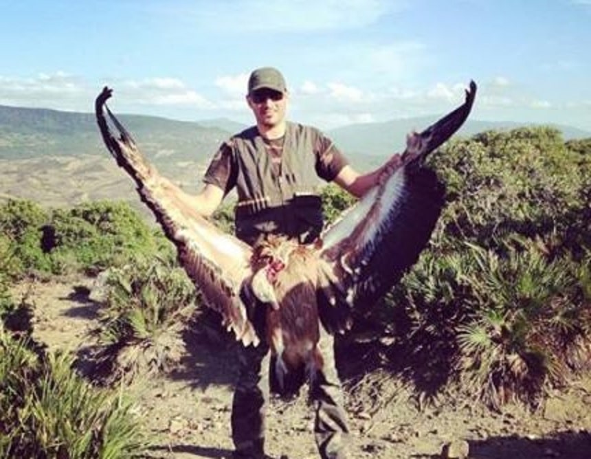 Griffon Vulture (Gyps fulvus) shot by a hunter in northern Morocco