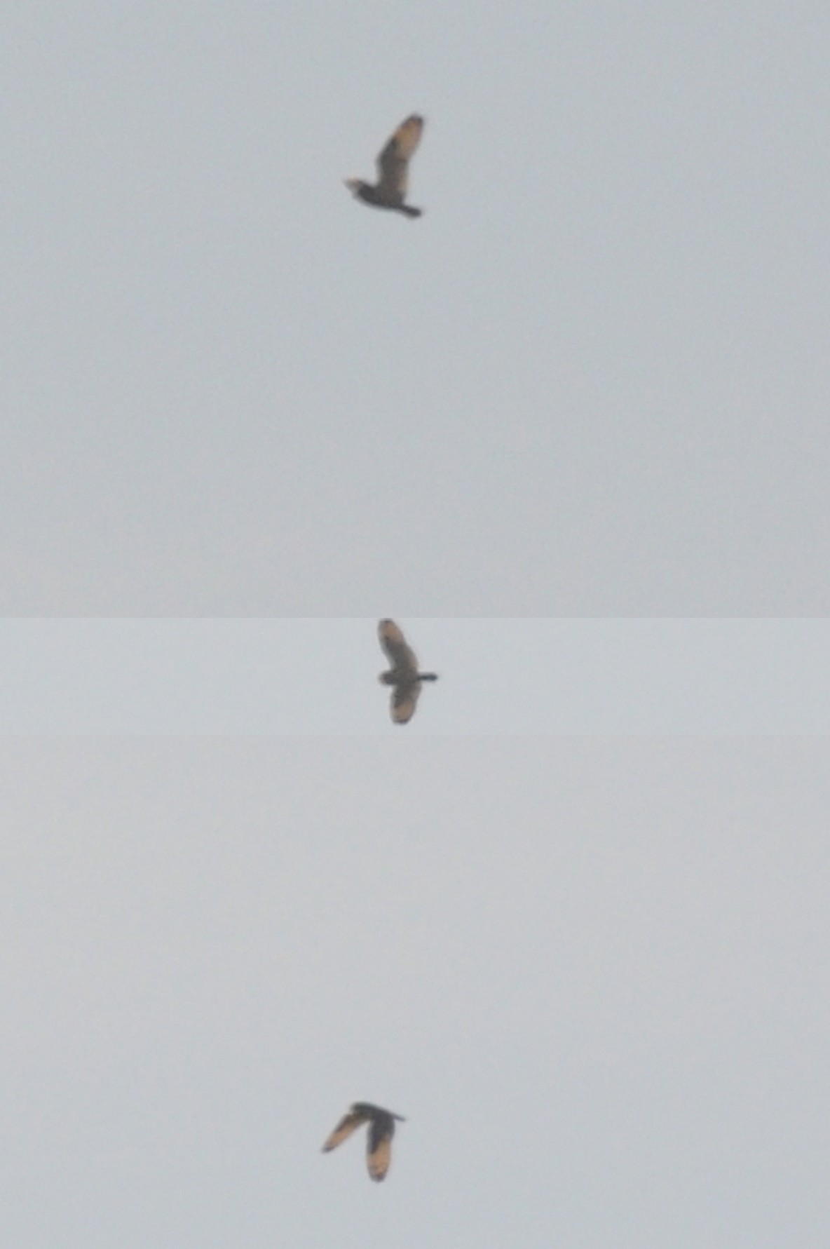 Marsh Owl / Hibou du Cap (Asio capensis), Oued Martil, northern Morocco, 16 Oct. 2011 (Rachid El Khamlichi).