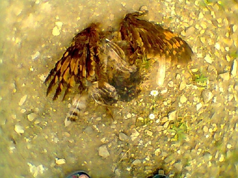 Marsh Owl (Asio capensis) road-killed at Larbaa Ayacha, northern Morocco, 7 June 2012 (Rachid El Khamlichi).